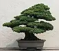 bonsai tree