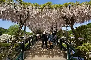 Bridge of light pink wisteria at Ashikaga Flower Park