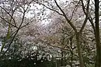 Flowering cherry blossom (sakura)