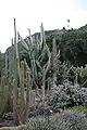 The garden of cacti