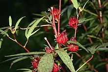 Roselle hibiscus (hibiscus sabdariffa) growing in Martinique