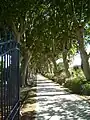 Alley of plane trees at entrance of Domaine de Baudouvin