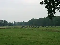 Horse farm in Jaroszówka