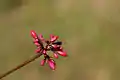 Jatropha pandurifolia