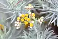 A close up of Javanese edelweiss flower