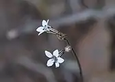 The flowers and inflorescence