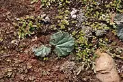 The leaves growing with Selaginella