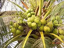 Palm heavy with fruit