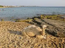 A camel at Avsallar's beach