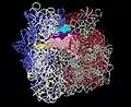 Eubacterial 70S Ribosome from Thermus thermophilus.