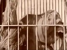 Orangutan bares teeth from within cage