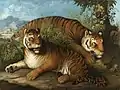 Johann Wenzel Peter - Royal Bengal Tigers