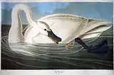 Trumpeter swan(Cygnus buccinator)