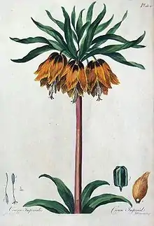 Illustration in John Edwards, The British Herbal 1769