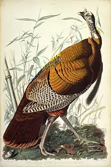 Color illustration of a wild turkey from the 1820s
