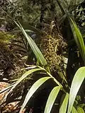 Joinvillea ascendens flowers, leaves and habitat