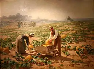 Harvesting squash in Provence
