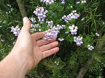 Jovellana violacea