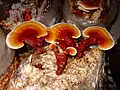 Grown lingzhi mushroom