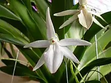 Jumellea arachnantha