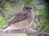 A fledgling pink-sided dark-eyed junco J. h. mearnsi) at about one month after hatching, Yellowstone National Park