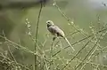 Jungle Babler at Sultanpur National Park