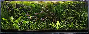 Aquarium densely filled with plants, some of which have rosettes of strap-like leaves, and the leaves are intertwined with one another. Some red and blue fishes of various sizes are swimming around.