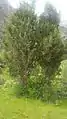 Juniper tree in tinno