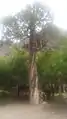 Juniper tree in tinno2