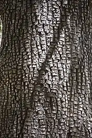 Alligator-like bark on trunk