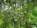 East African juniper, northern Tanzania