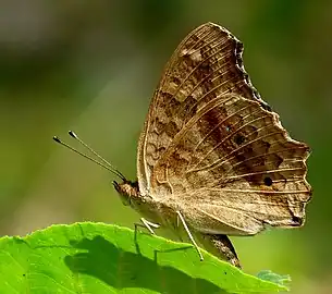 Dry-season form, underside