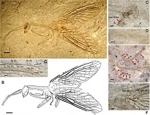 Juroraphidia longicollum (†Juroraphidiidae) transitional fossil of Middle Jurassic age, from China