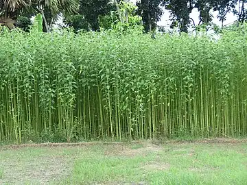 Jute field