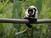 Juvenile ruffed lemur curled up on a branch facing the camera, its tail draped over the branch in front of it, with rich, green canopy in the background