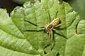 Juvenile Dolomedes fimbriatus