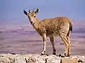 Image 17Young Nubian ibex (Capra nubiana) on a stone wall by the edge of Makhtesh Ramon in Mitzpe Ramon.