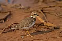 A juvenile at Pulicat Lake, India