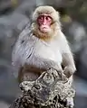Young Japanese macaque at the Jigokudani Monkey Park
