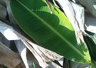 K.Pudur Village Banana Leaf