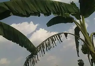 K.Pudur Village Banana tree plantation leaves