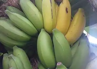 K.Pudur Village Banana tree showing fruits