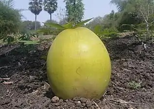 K.Pudur Village Coconut