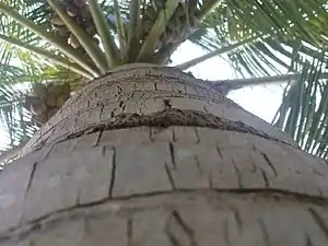 K.Pudur Village Coconut tree