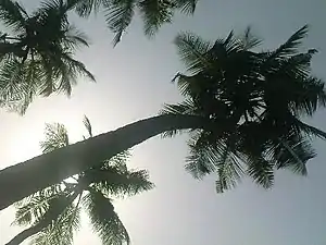 K.Pudur Village Coconut trees