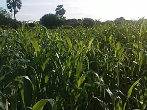 K.Pudur Village Corn plants