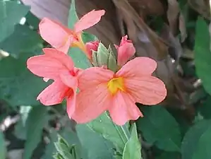 K.Pudur Village Firecracker Flower