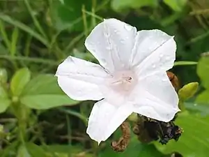 K.Pudur Village Five Star White Flower