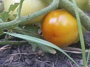 K.Pudur Village Tomato Plant