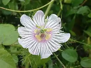 K.Pudur Village White Flower